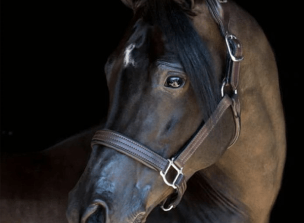 Exceed Equine And Protequus Announce New Research Alliance To Protect The Welfare Of Racehorses