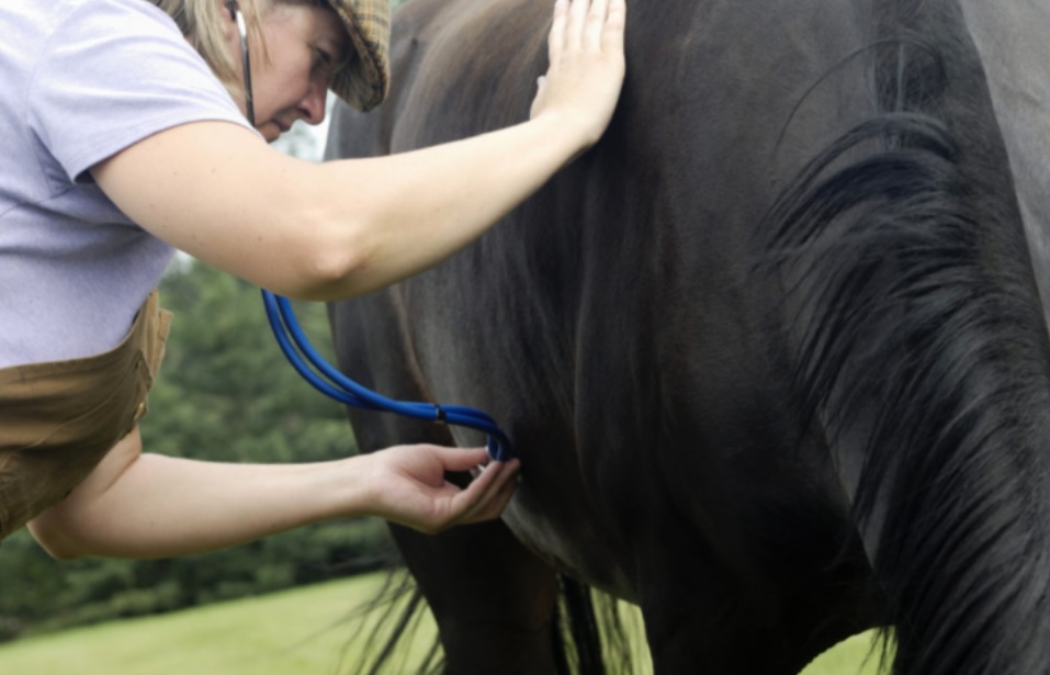 Heart and Respiratory Analysis