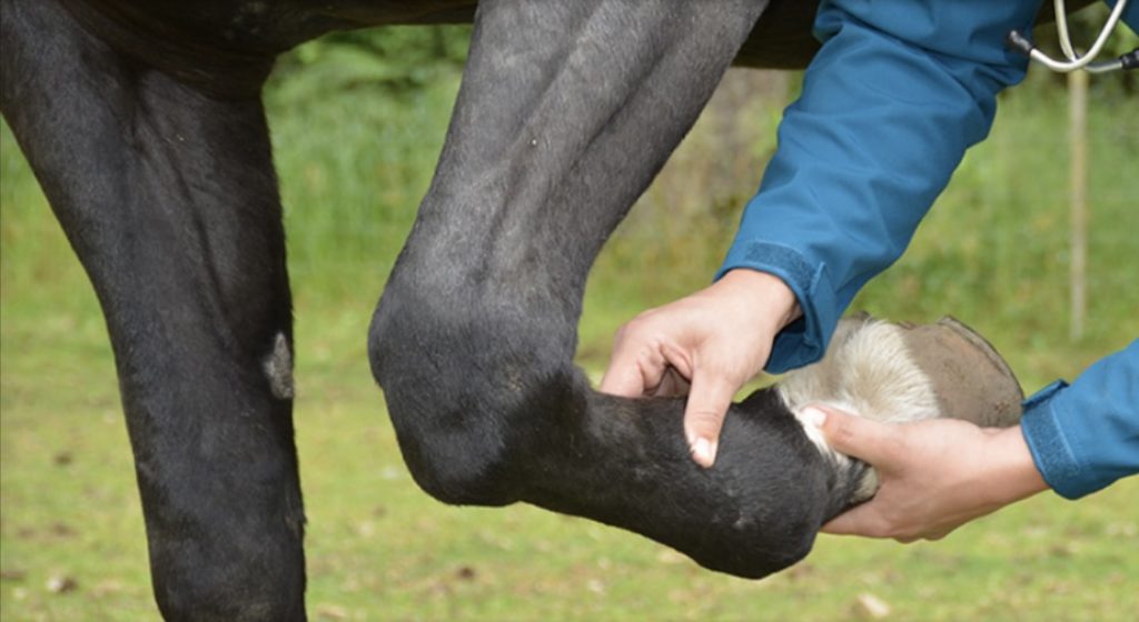 Lameness Evaluation